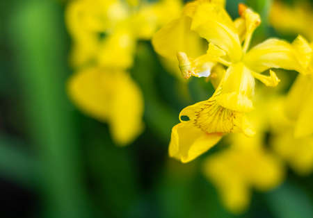 Iris pseudacorus bright yellow water flag flowers in bloom, beautiful flowering plant, green leaves....