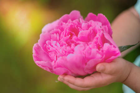 Girl holds in her hand a bud of large pink peonyの写真素材