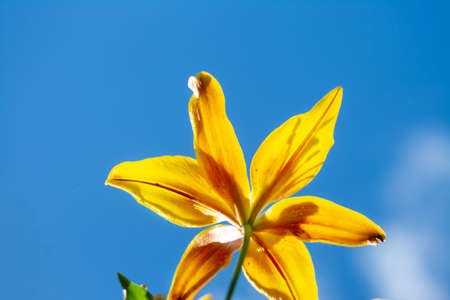 Yellow lilies. Bright yellow flowers, against a blue sky, on a Sunny day, in the garden, taken from below.の写真素材