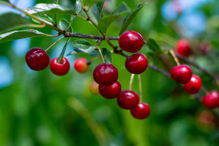 Cherry hanging on a branch of a cherry tree. Ripe cherries among the green leaves of the cherry tree...