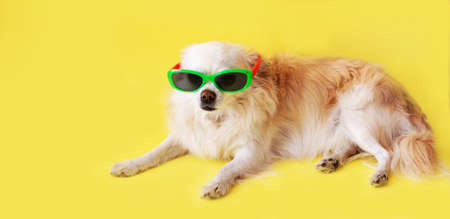 yellow banner. Portrait of a Chihuahua dog on a yellow background in a blue hat, sunglasses The concept of recreation and travel.の写真素材