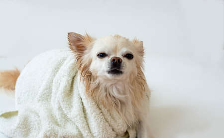 Cute wet Chihuahua after a bath sits wrapped in a towel, isolated on a white background. Washing your pet. Side view.の写真素材