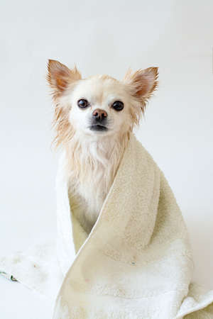 Cute wet Chihuahua after a bath sits wrapped in a towel, isolated on a white background. Washing your pet. Side view.の写真素材