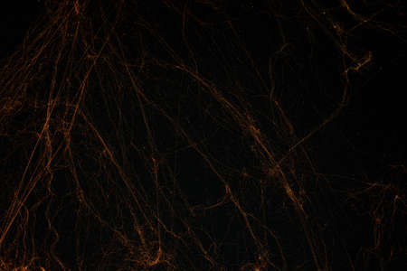 spider web on black background. halloween party festival, decoration and horror conceptの写真素材