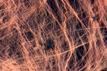 spider web on black background. halloween party festival, decoration and horror conceptの写真素材