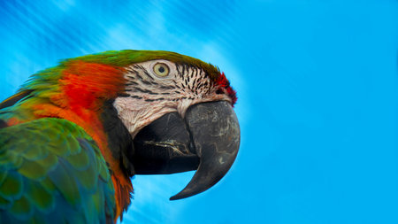 Ararunas macaw at the zoo. Blue-yellow portrait of a macaw parrot, on a blue background, taken close.の写真素材