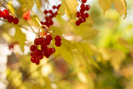 Bunches of red viburnum berries on a branch with yellow leaves in the autumn garden. colorful autumn...