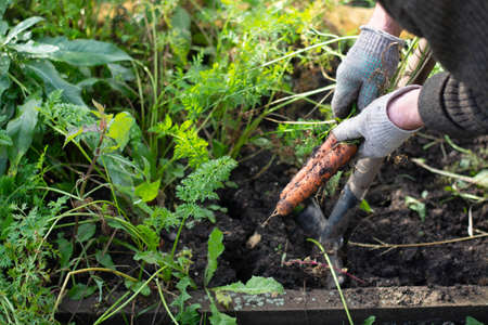 the farmer collects fresh organic carrots in the garden. Harvesting carrots.の写真素材