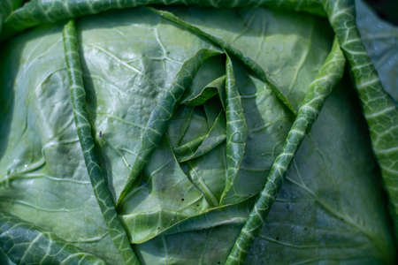 Soft focus of Big cabbage in the gardenの写真素材