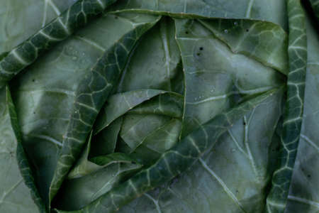 Soft focus of Big cabbage in the gardenの写真素材