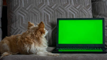 A small chihuahua dog, lying on the sofa in the living room in front of a laptop with a green screen.の写真素材