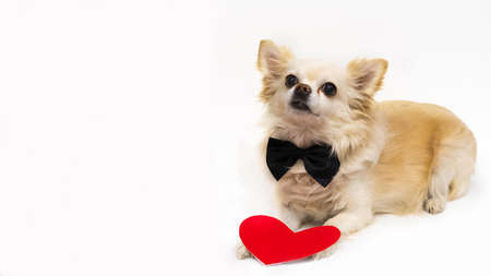 Valentine in love, a chihuahua dog in a bow tie looks into the camera with a red heart made of paper near his paws. isolated on a white background.の写真素材