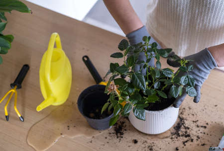 A womans hands transplant a rose flower into another pot on the table, take care of plants and home flowers. Home gardening.の写真素材