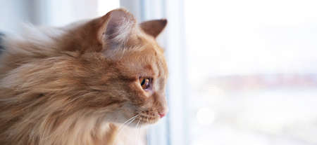A cute red fluffy cat is sitting on the windowsill and waiting for something. A pet looks out the window.の写真素材