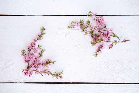Blooming almond frame made of almond twigs on a background of white boards. Spring flowering branches of almonds, pink flowers.の写真素材