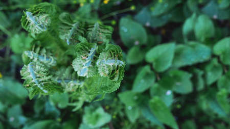Colorful leaves of unopened fern green foliage natural flower background of fern in sunlight....