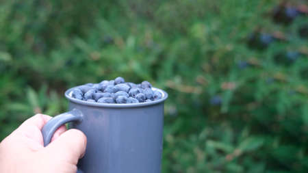 Blue honeysuckle in metal mug on wood background. Fresh honeysuckle berries harvest from berry farm.の写真素材