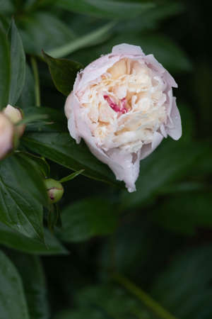 Vertical photo. A Blooming Cream Peony Flower On A Blurred Natural Green Background in the Garden. Pion. Peony bush. Spring-summer concept. Close-up photo.の写真素材