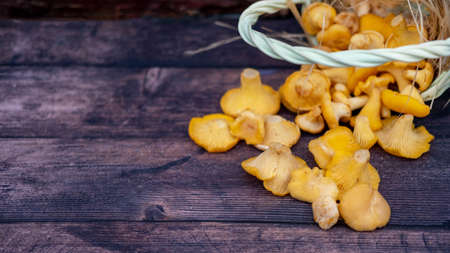 Raw chanterelle mushrooms on a dark wooden background, scattered from a wooden wicker basket.の写真素材