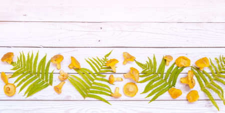 Chanterelle mushrooms on a white wooden background. with sprigs of fern and parsley. A postcard for...
