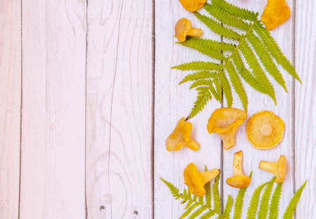 Chanterelle mushrooms on a white wooden background. with sprigs of fern and parsley. A postcard for autumn or summer. Harvesting in the forest. He was lying flat. Bannerの写真素材