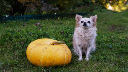 A dog with pumpkins. A chihuahua dog sits on the grass next to a large Thanksgiving pumpkin. Autumn season. Halloween holidays.の写真素材