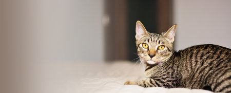 A gray, striped cat is lying in bed on the bed in the bedroom. The relationship between a cat and a person. Selective focus. Bannerの写真素材