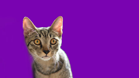 Portrait of a mongrel forest cat, striped color on a dark background, taken close. The symbol of the...