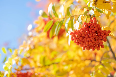 A branch of red mountain ash with clusters of berries on a background of yellow leaves. Close-up nature details. Sunny weather of the autumn season. Warm autumn calm landscape.の写真素材