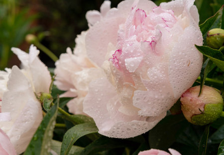 A Blooming Cream Peony Flower On A Blurred Natural Green Background in the Garden. Pion. Peony bush. Spring-summer concept. Close-up photo.の写真素材