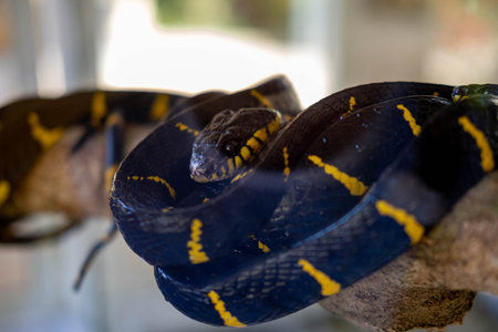 Snake Boiga dendrophila yellow-ringed, the head of the god dendrophila, filmed in an aviary at the zoo.の写真素材