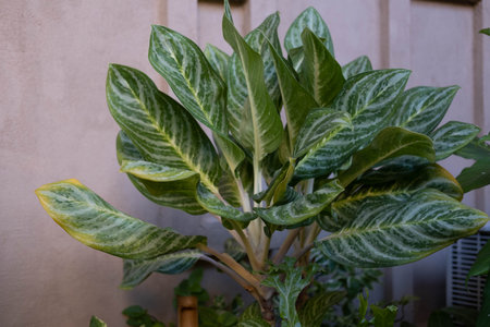 Aglaonema Snow White. An easy plant to grow. Green leaves with reddish white color.の写真素材