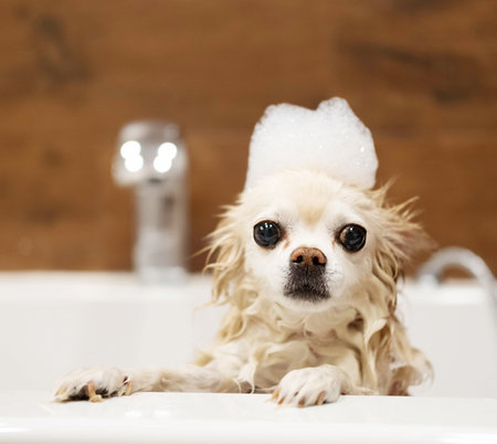 Funny little wet dog in the bathroom. The Chihuahua dog is afraid to swim. The dog takes a shower. Washing pets.の写真素材