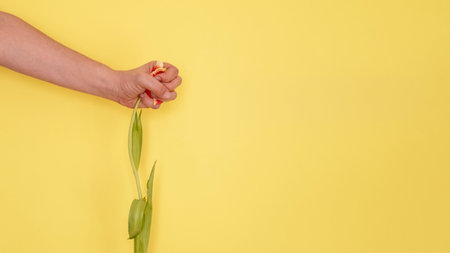 Female hand with fist raised up and holding a flower. A symbol of the feminist movement, struggle and resistance. concept of international women feminismの写真素材