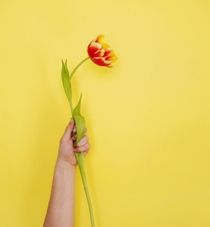 A woman's hand raised up and holding a tulip flower on a yellow background. The concept is a symbol of women's freedom and independenceの写真素材