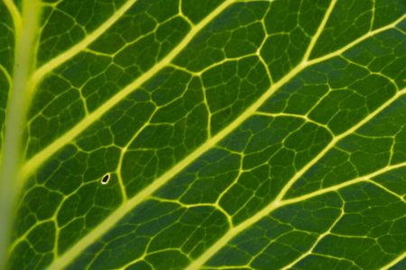 Close-up of the background. A green cabbage leaf illuminated with streaks illuminated from the inside.の写真素材
