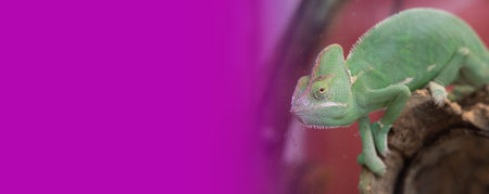 close-up view of cute colorful exotic chameleon isolated on pinkの写真素材