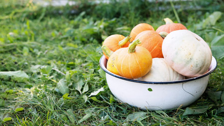 Orange, white, green autumn pumpkins lie in a container made of white metal on a brown floor...