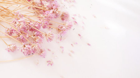 Dried pink wild onion flowers with dry stems. Flower cards. Botanical poster. Minimalist design concept.の写真素材