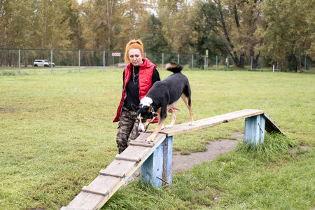 Female dog trainer with red hair assists her canine companion on a wooden ramp in a grassy park, demonstrating a training exercise in a serene settingの写真素材