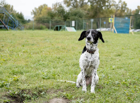 Spotted dog sits on lush green grass in a park, surrounded by trees and play structures, exuding a...