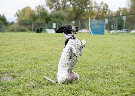 Playful black and white dog is leaping in a grassy park, surrounded by lush greenery and a lively...