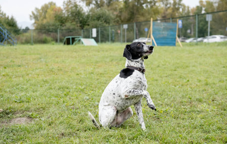 Spotted dog is sitting on green grass in a park, displaying a cheerful demeanor while enjoying the...