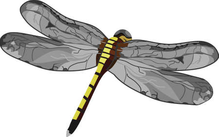 Dragonfly Insect Animal Vector Illustrationのイラスト素材