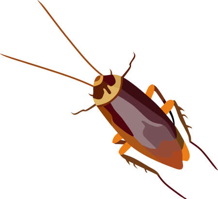 Cockroach Insect Animal Vector Illustration