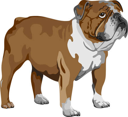 Bulldog Pet Mammal Animal Vector Illustrationのイラスト素材