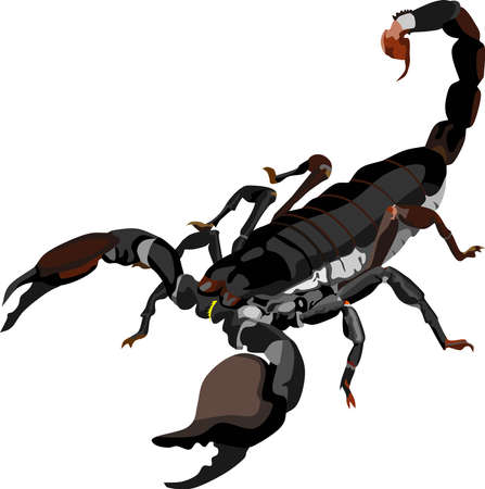 Scorpion Poison Animal Vector Illustrationのイラスト素材
