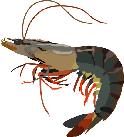 Shrimp Water Animal Vectorのイラスト素材
