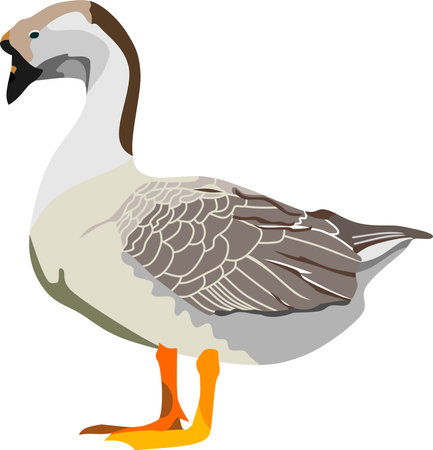 Goose Bird Animal Vectorのイラスト素材