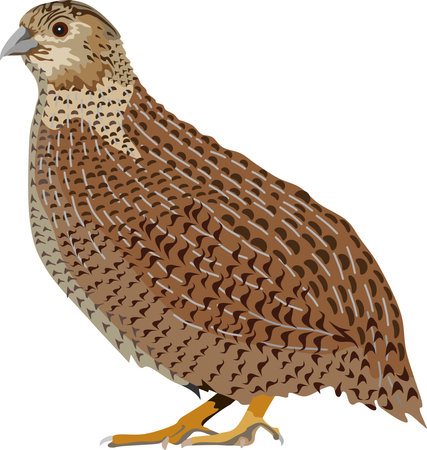 Quail Bird Animal Vector Illustrationのイラスト素材